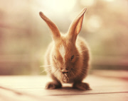 Bunny Models
