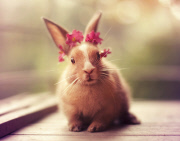 Bunny Models