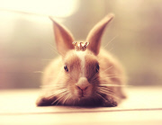 Bunny Models