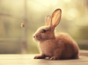Bunny Models