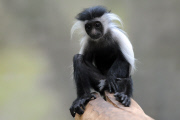 Angola Stummelaffe Verena mit Nachwuchs im Zoo in Königinhof an der Elbe