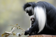 Angola Stummelaffe Verena mit Nachwuchs im Zoo in Königinhof an der Elbe