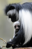 Angola Stummelaffe Verena mit Nachwuchs im Zoo in Königinhof an der Elbe