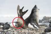 Gentoo penguin pecks elephant seal's behind, Shetland Islands, Antarctica - 02 Dec 2014