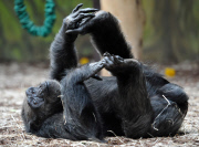 Schimpanin Babeta im Zoo Königinhof