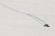 Polar bears for International Polar Bear Day, Spitsbergen, Norway - 2010s
