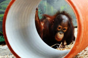 Borneo Orangutan