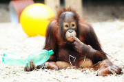 Borneo Orangutan
