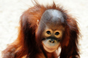Borneo Orangutan