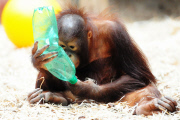 Borneo Orangutan