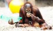 Borneo Orangutan