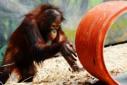 Borneo Orangutan