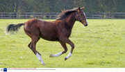 Horse Racing - 10 Oct 2014