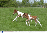 TWIN FOALS BORN AT TY LLWYD STABLES, NEAR CROSS HANDS, WALES, BRITAIN - 26 JUL 2005