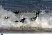 The Gentoo Penguin, theworld's only surfing penguin, Falkland Islands  - 2007