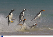 The Gentoo Penguin, theworld's only surfing penguin, Falkland Islands  - 2007