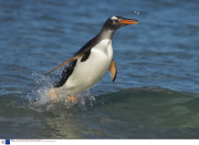 The Gentoo Penguin, theworld's only surfing penguin, Falkland Islands  - 2007