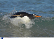 The Gentoo Penguin, theworld's only surfing penguin, Falkland Islands  - 2007