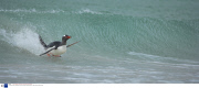 The Gentoo Penguin, theworld's only surfing penguin, Falkland Islands  - 2007
