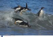 The Gentoo Penguin, theworld's only surfing penguin, Falkland Islands  - 2007