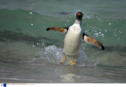 The Gentoo Penguin, theworld's only surfing penguin, Falkland Islands  - 2007