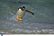 The Gentoo Penguin, theworld's only surfing penguin, Falkland Islands  - 2007