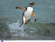 The Gentoo Penguin, theworld's only surfing penguin, Falkland Islands  - 2007