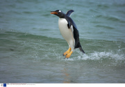 The Gentoo Penguin, theworld's only surfing penguin, Falkland Islands  - 2007