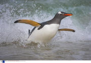 The Gentoo Penguin, theworld's only surfing penguin, Falkland Islands  - 2007