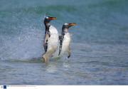 The Gentoo Penguin, theworld's only surfing penguin, Falkland Islands  - 2007