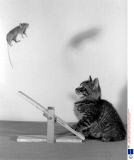 A CAT, A MOUSE AND A SEE SAW - 1950S