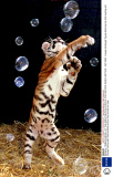 BENGAL TIGRESS MIRALI AT THE GREAT BRITISH CIRCUS, COLCHESTER, ESSEX, BRITAIN - SEP 2002