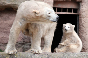 Eisbärbaby Charlotte im Nürnberger Zoo