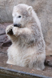 Eisbärbaby Charlotte im Nürnberger Zoo