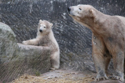 Eisbärbaby Charlotte im Nürnberger Zoo