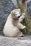 Eisbärbaby Charlotte im Nürnberger Zoo