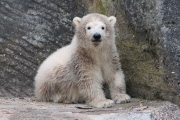 Eisbärbaby Charlotte im Nürnberger Zoo