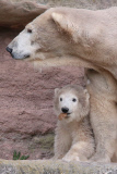 Eisbärbaby Charlotte im Nürnberger Zoo