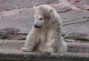 Eisbärbaby Charlotte im Nürnberger Zoo