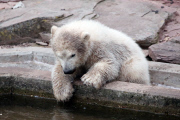 Eisbärbaby Charlotte im Nürnberger Zoo