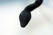 Rare Blind Snake 