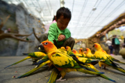 New Parrot Land attraction at Kunming Zoo, China - 21 Mar 2015