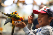 New Parrot Land attraction at Kunming Zoo, China - 21 Mar 2015
