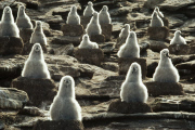 Black-browed albatross chicks, Thalassarche melanophrys, New Island, Falkland Islands