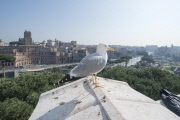 Rome, Italy - Mar 2015