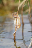 Harvest mouse explores reed bed, near Corwen, north Wales - 20 Mar 2015