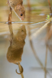 Harvest mouse explores reed bed, near Corwen, north Wales - 20 Mar 2015