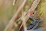 Harvest mouse explores reed bed, near Corwen, north Wales - 20 Mar 2015