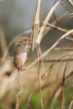 Harvest mouse explores reed bed, near Corwen, north Wales - 20 Mar 2015