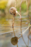 Harvest mouse explores reed bed, near Corwen, north Wales - 20 Mar 2015